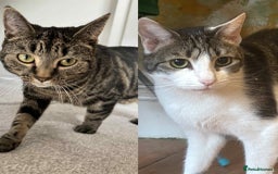 British Shorthair cats for sale: Two young female cats  - Image 1