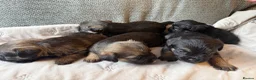 Border Terrier dogs for sale: Border terrier KC registered  in Loughborough - Advert 5