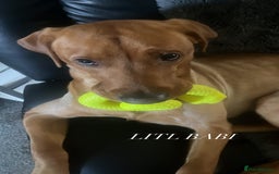 Labrador Retriever dogs for stud: Labrador Retriever for stud - Image 3