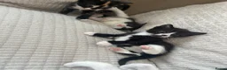 Mixed Breed cats for sale: Male kitten  - Advert 7