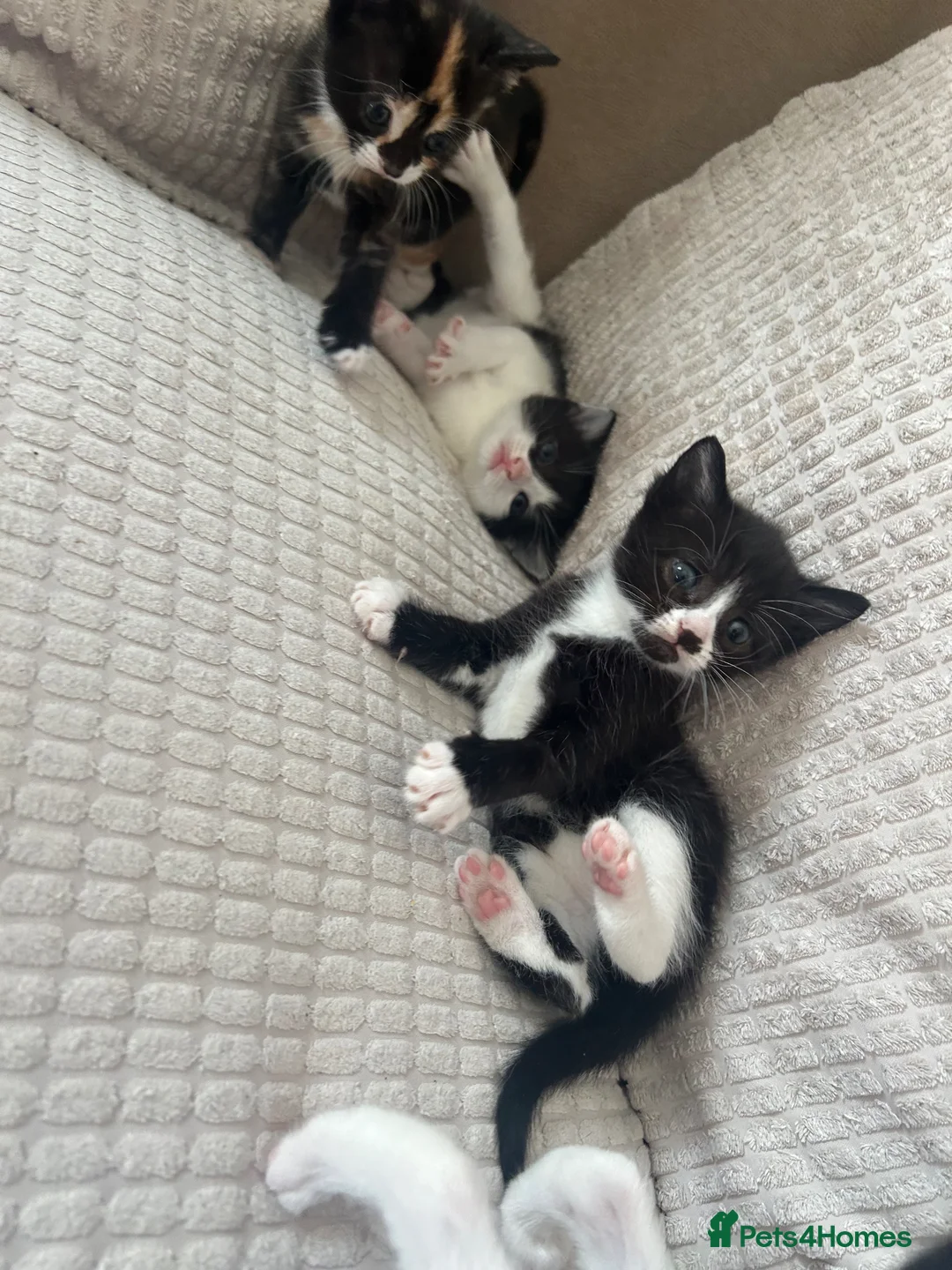 Mixed Breed cats for sale: Male kitten  - Advert 7