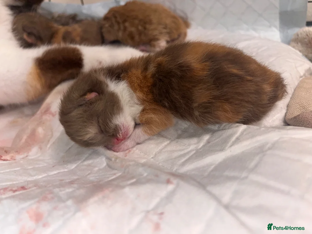 British Shorthair cats for sale: 🏆Gccf Cinnamon tortie Fawn Red bi colour 🏆 - Advert 5