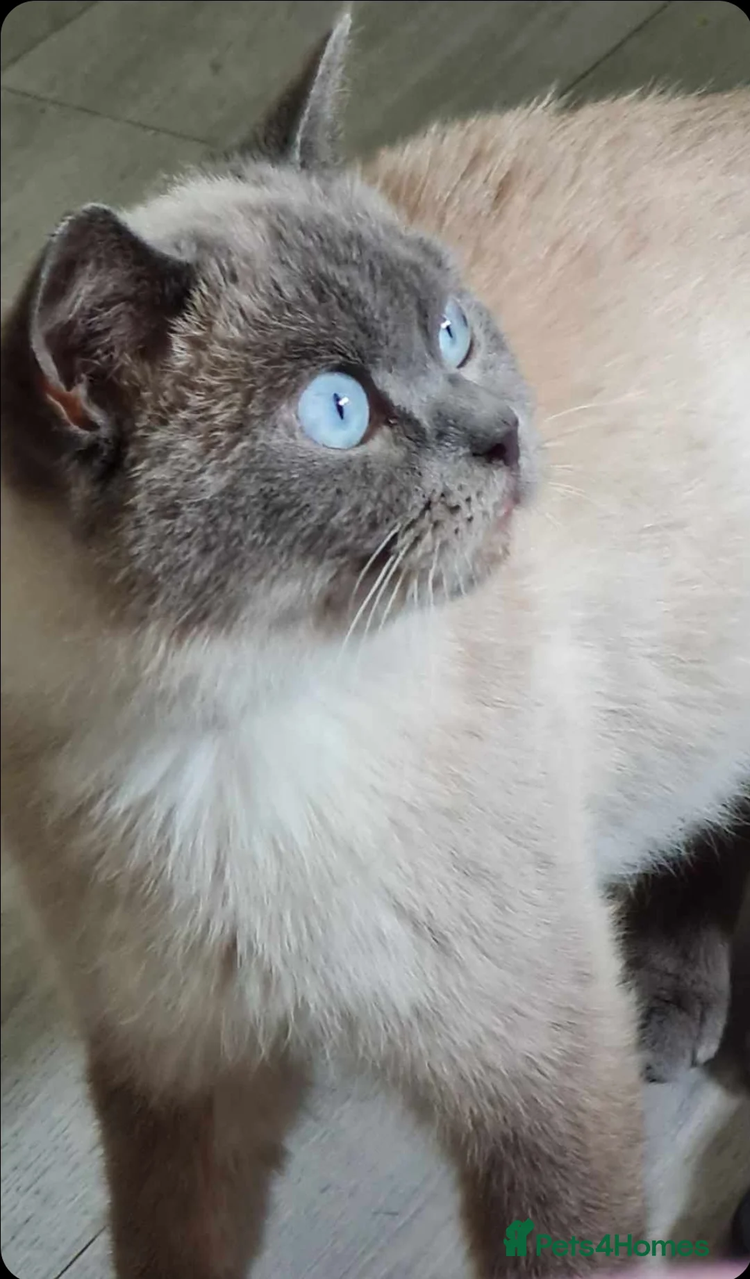 British Shorthair cats for sale: Blue point bsh babies 👶 - Advert 1