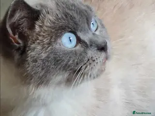 British Shorthair cats Blue point bsh babies 👶 - Advert 2