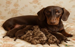 Dachshund dogs for sale: Dachshund Miniature  - Image 1