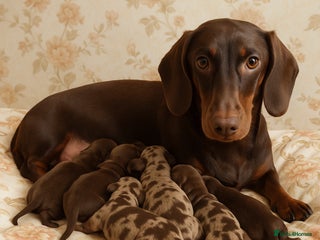 Dachshund dogs - Advert 4