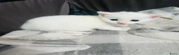 Turkish Van cats for sale: Beautiful Turkish van kittens for sale.  - Advert 39
