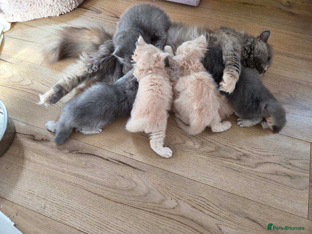 British Shorthair cats for sale: 🧡💙 British Longhair Babies 💙🧡 - Image 10