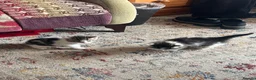 Mixed Breed cats for sale: Gorgeous white and tabby fluffy kittens in Launceston - Advert 5