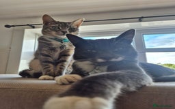 Mixed Breed cats for sale: 2 female mixed cats  - Image 4