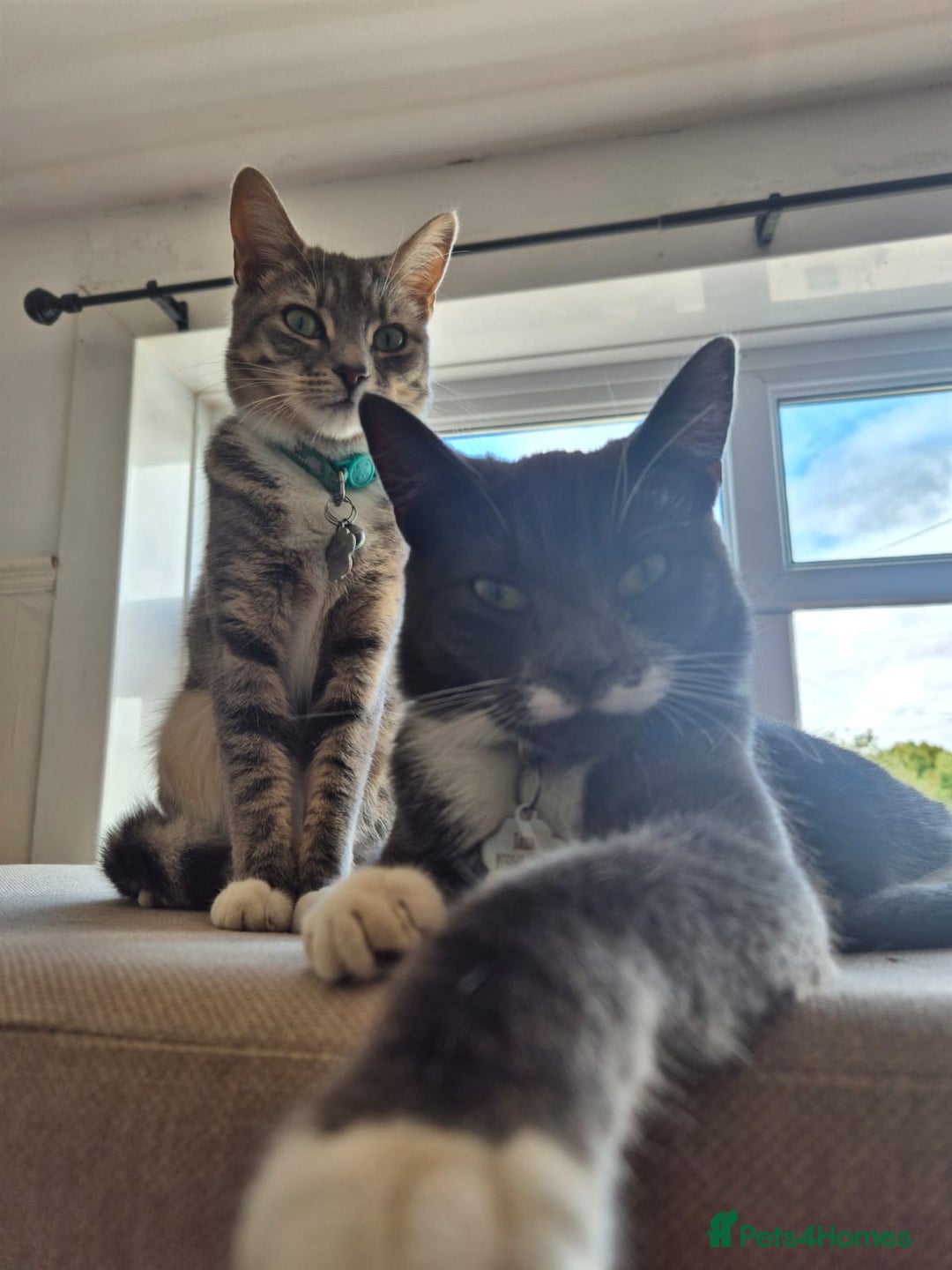 Mixed Breed cats for sale: 2 female mixed cats  - Image 4