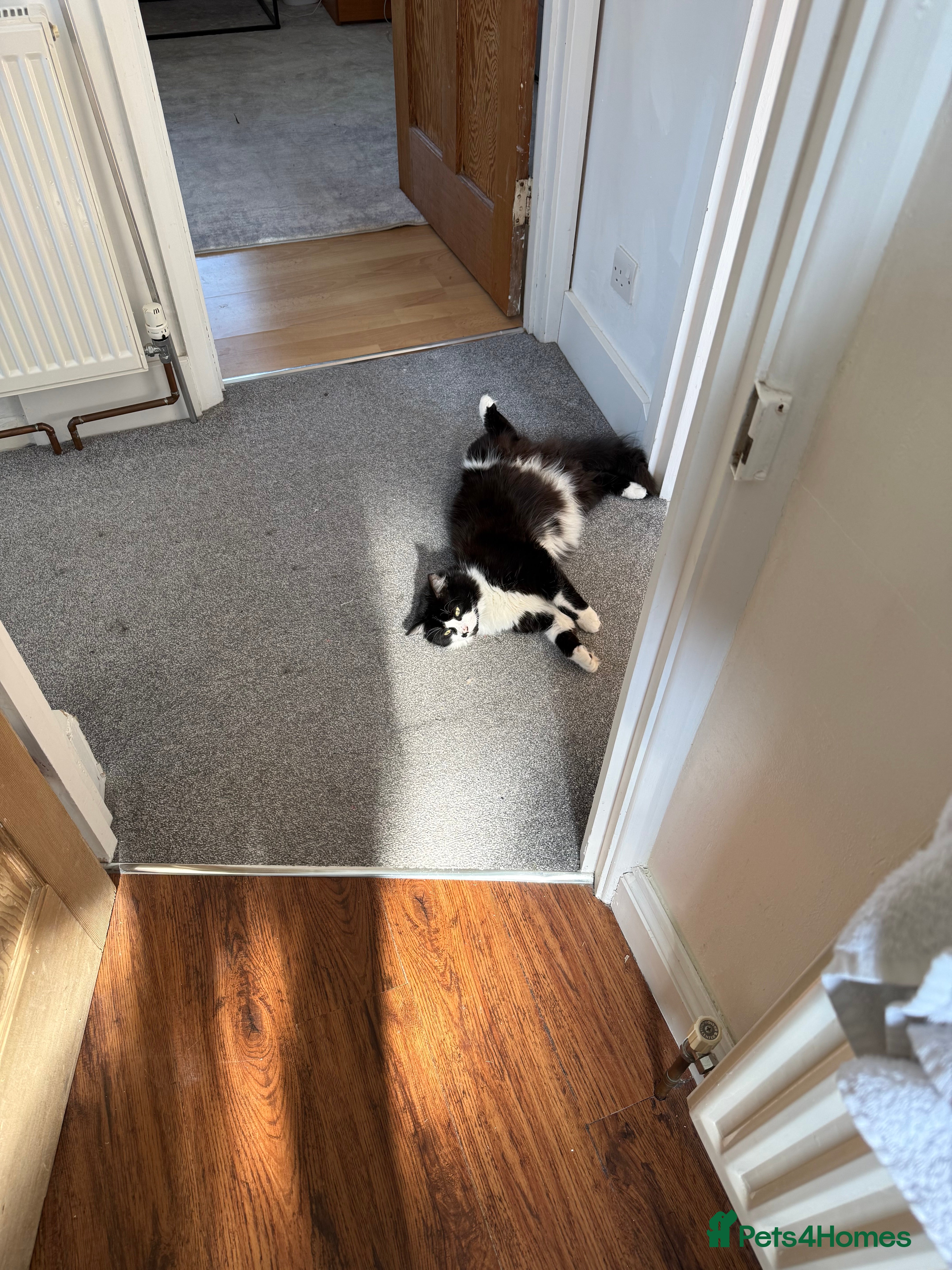 Mixed Breed cats for sale: Beautiful kitten in Dover - Advert 3