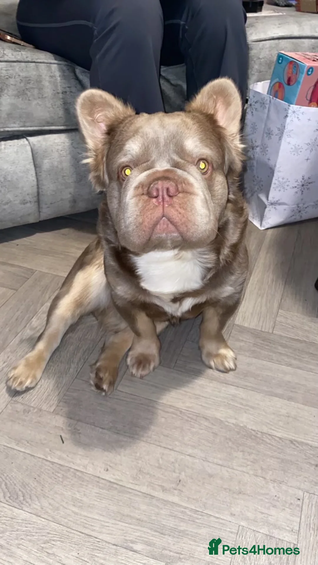 French Bulldog dogs for stud: Bozo Fluffy Rope  - Advert 3