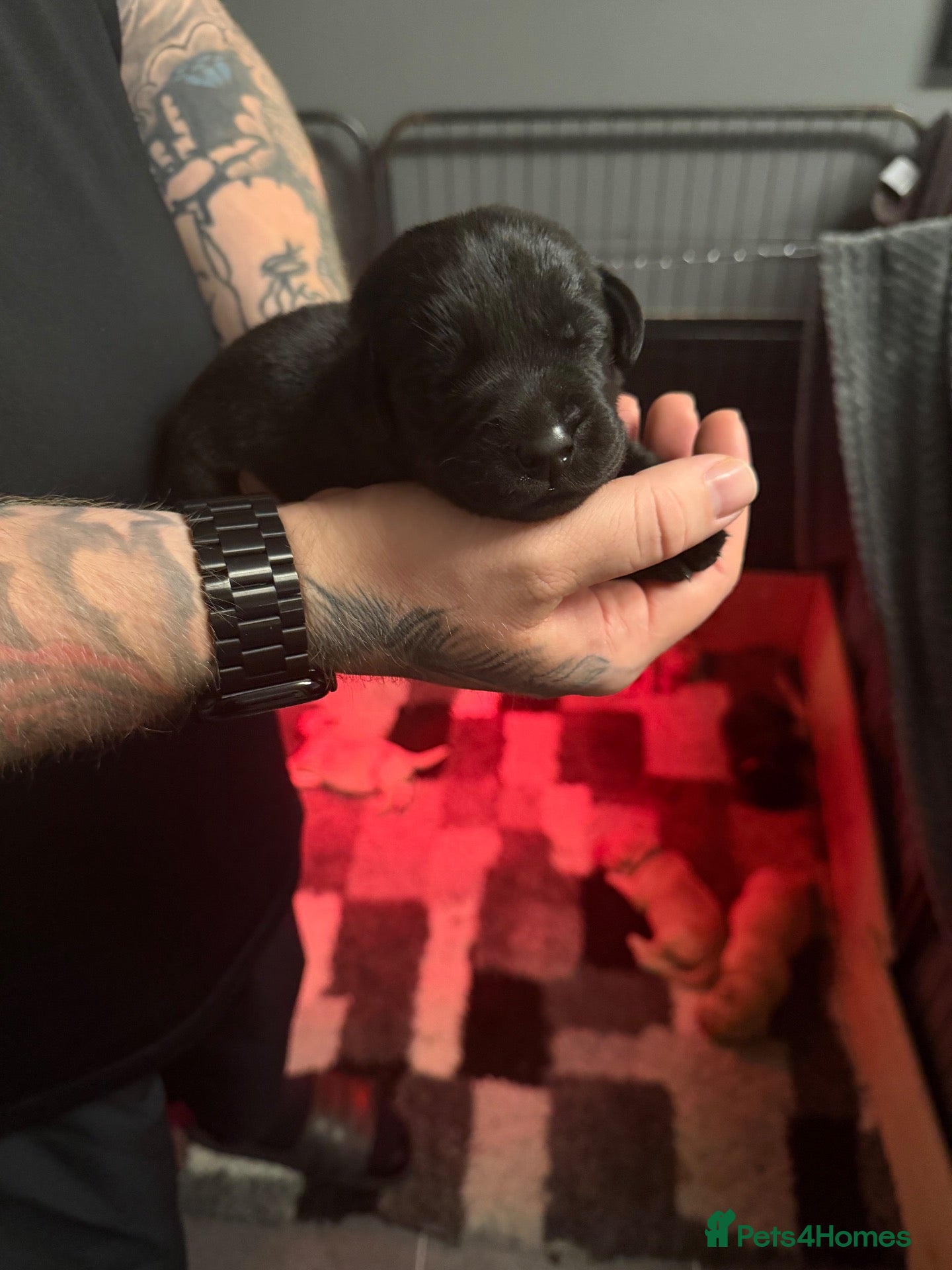 Labrador Retriever dogs for sale: ** 7 Labrador beautiful puppies! READY 11th Dec ** - Advert 2
