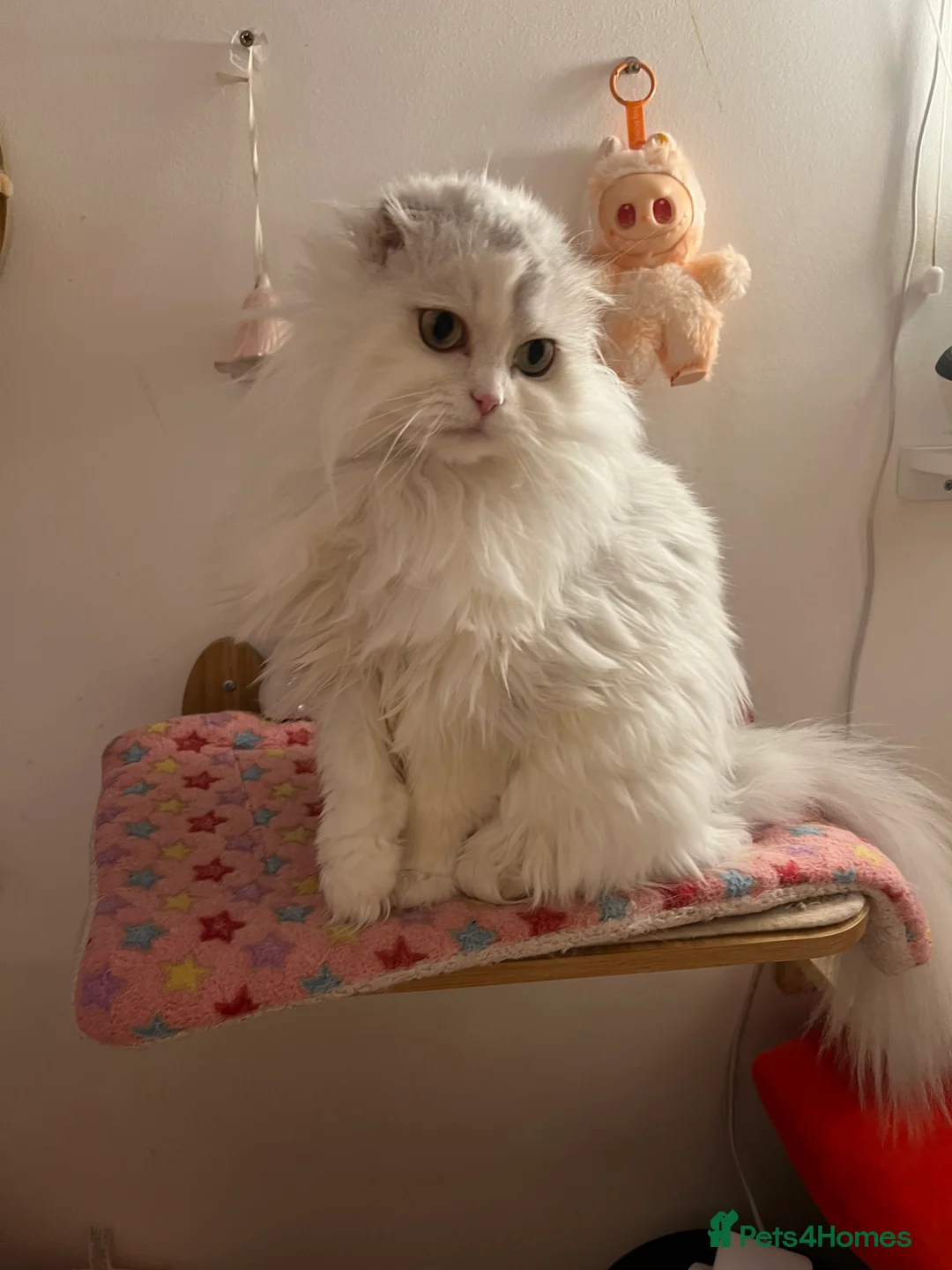 Scottish Fold cats for sale: Gorgeous Scottish Fold Girl - Advert 2