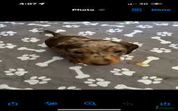 Miniature Dachshund dogs for sale: 1 male miniature dachshund  - Image 1
