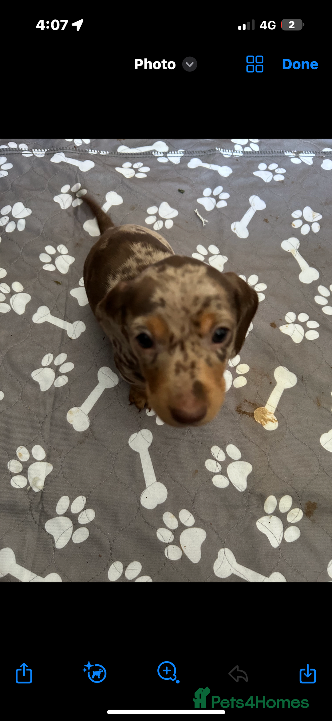 Miniature Dachshund dogs for sale: 1 male miniature dachshund  - Image 1