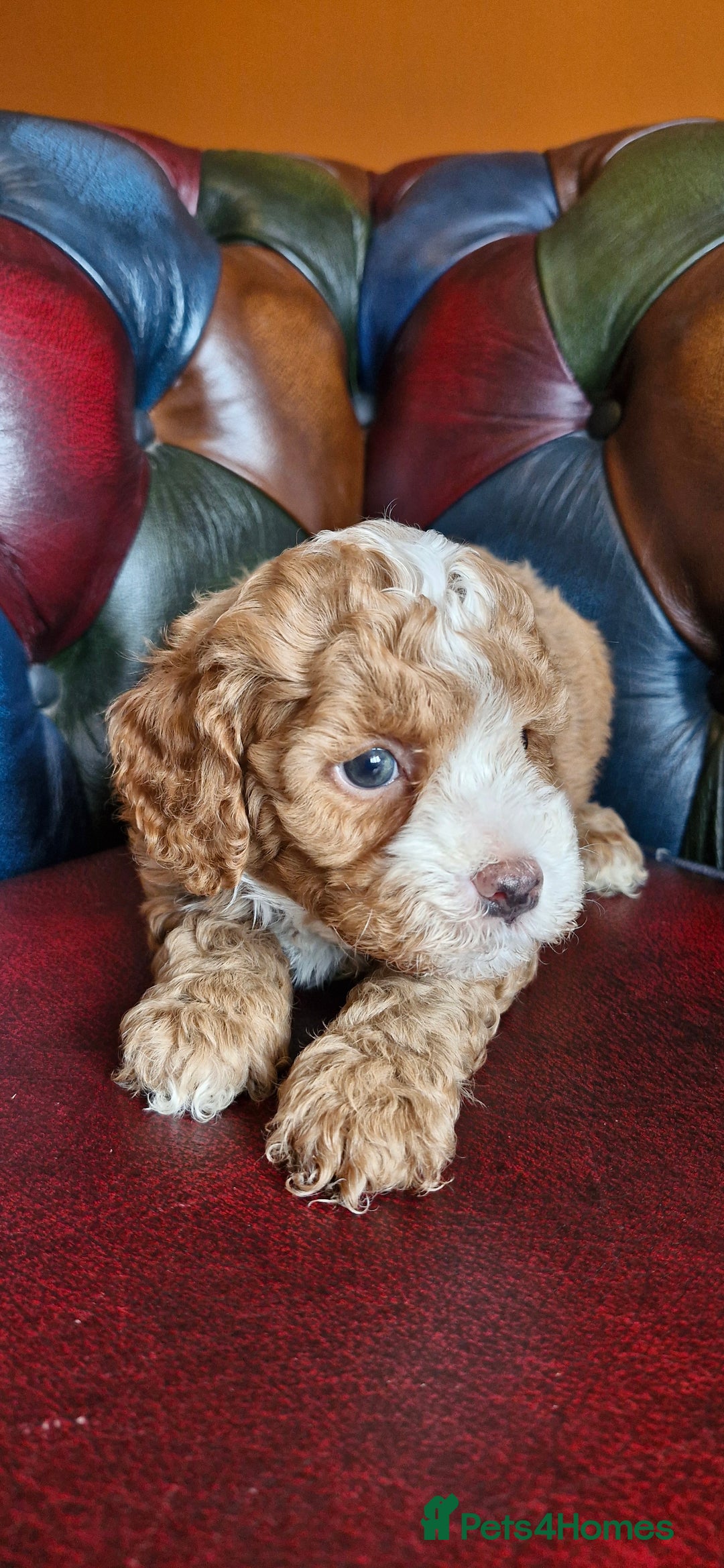 Cavapoo dogs for sale: Gorgeous f1b Cavapoo puppys.Health tested parents  - Image 23
