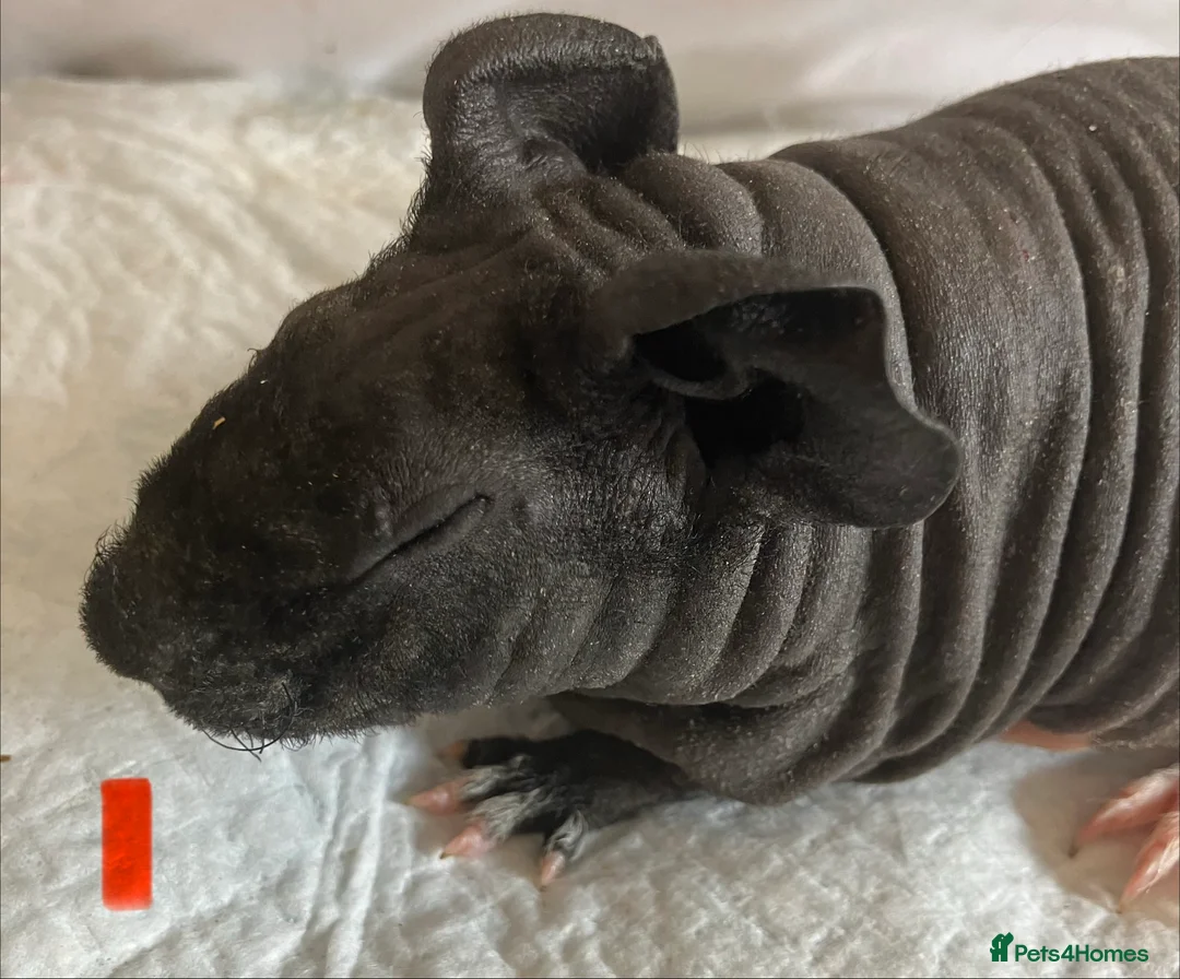 Guinea Pig rodents for sale: Well handled skinny pigs and one teddy boy.  - Advert 2