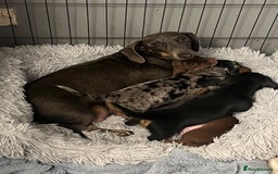 Dachshund dogs for sale: Beautiful miniature dachshund puppies - Image 11