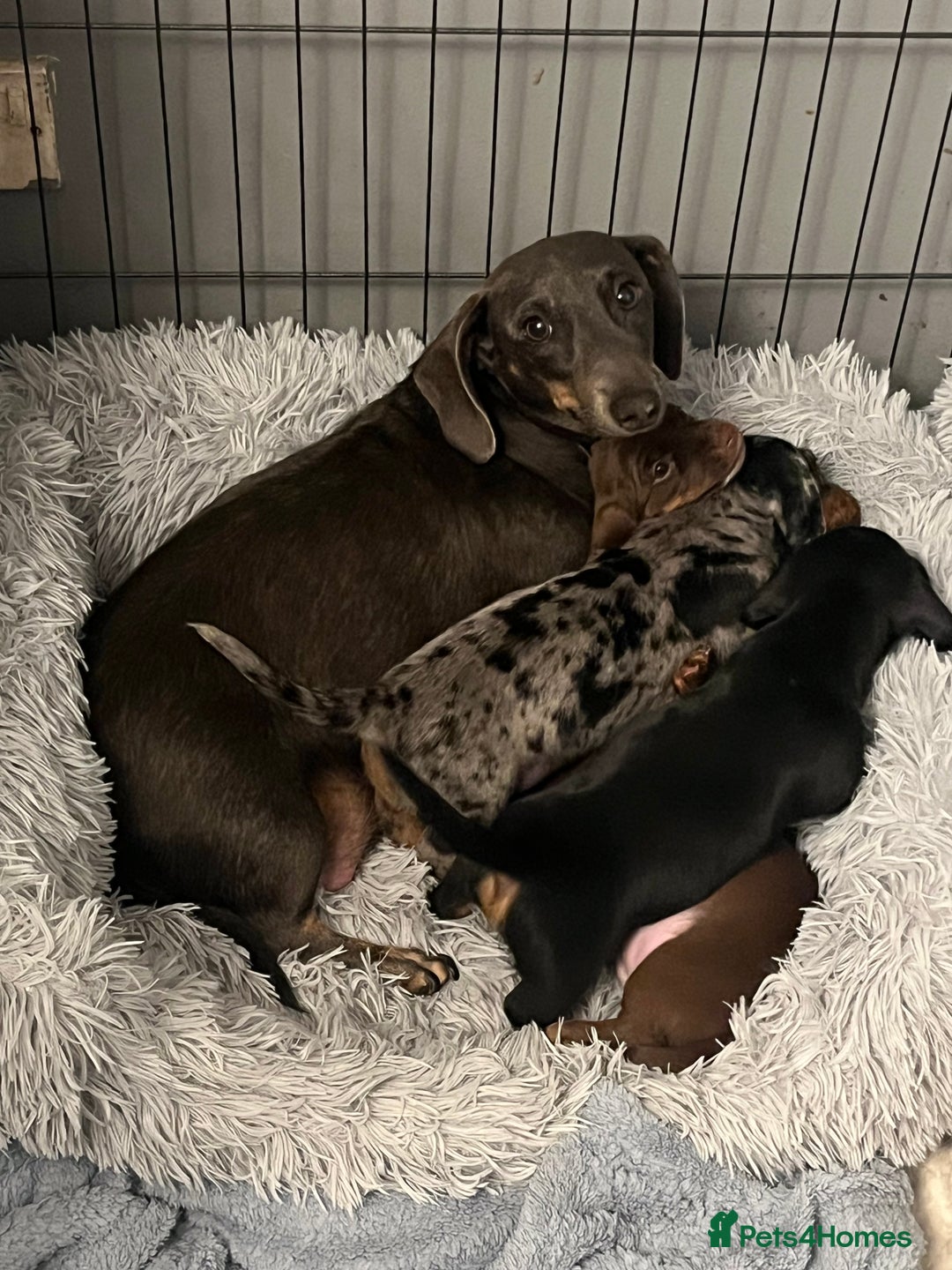 Dachshund dogs for sale: Beautiful miniature dachshund puppies - Image 11