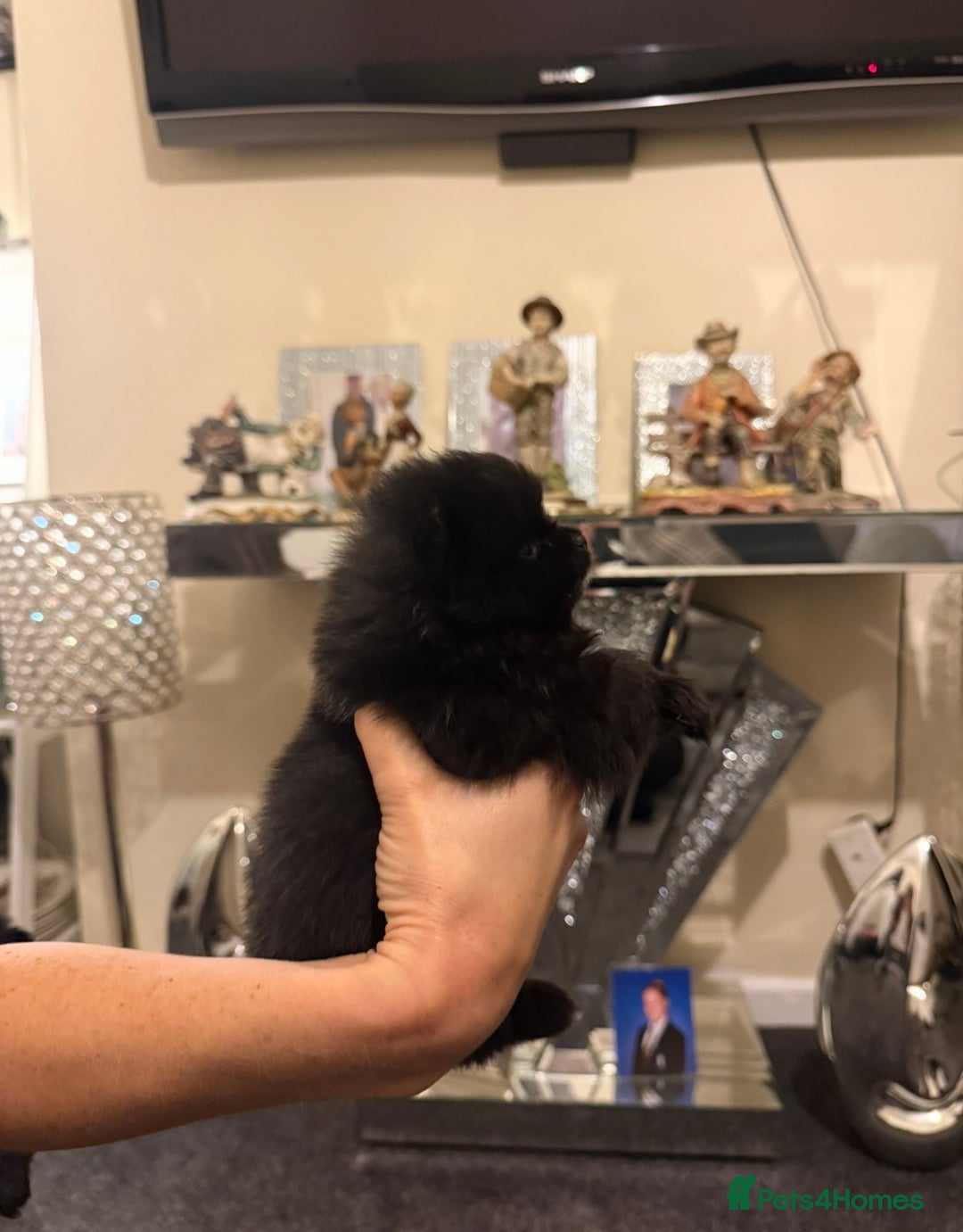 Pomchi dogs for sale: 3 beautiful pomchi - Advert 8