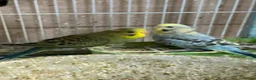 Budgerigars birds for sale: Budgies  - Advert 8
