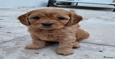 Cavapoo dogs - Advert 5