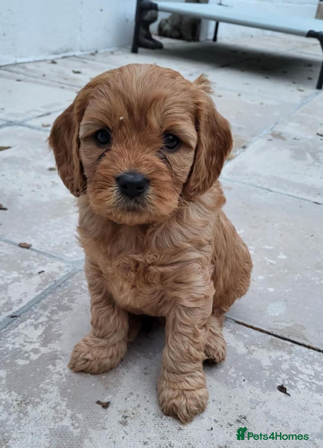 Cavapoo dogs for sale: F1B Cavapoo Puppies - Image 3