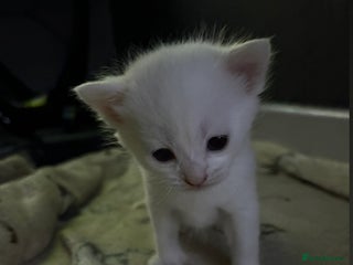 Mixed Breed cats Litter of 3 kittens for sale - Advert 2