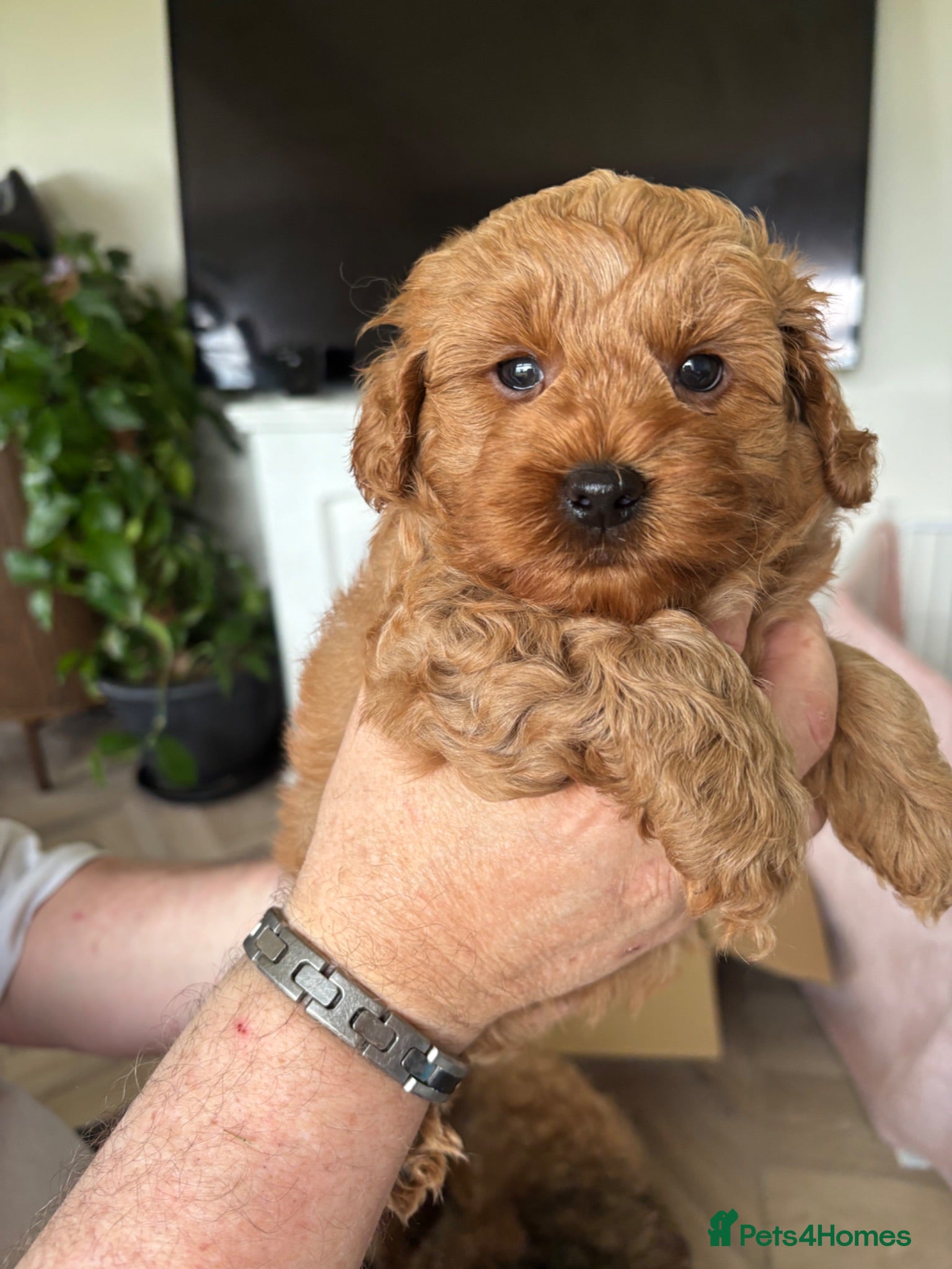 Poochon dogs 2 stunning Toy Poochon boys available  - Advert 1