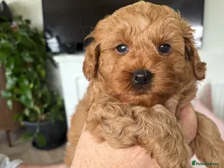 Poochon dogs 2 stunning Toy Poochon boys available - Advert 1