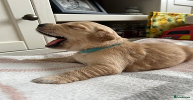 Golden Retriever dogs - Advert 1