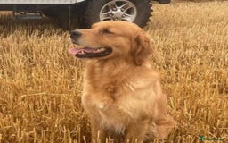 Golden Retriever dogs for sale: Beautiful KC Registered Golden Retrievers for Sale - Image 23
