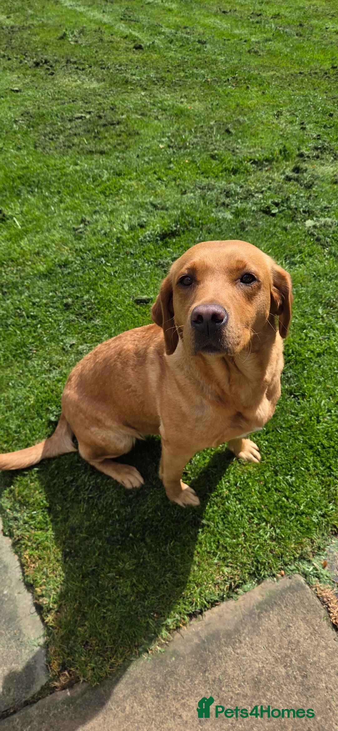Labrador Retriever dogs for sale: Fox red labradors in Clitheroe - Advert 1