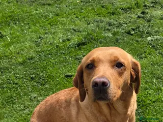 Labrador Retriever dogs Fox red labradors - Advert 1