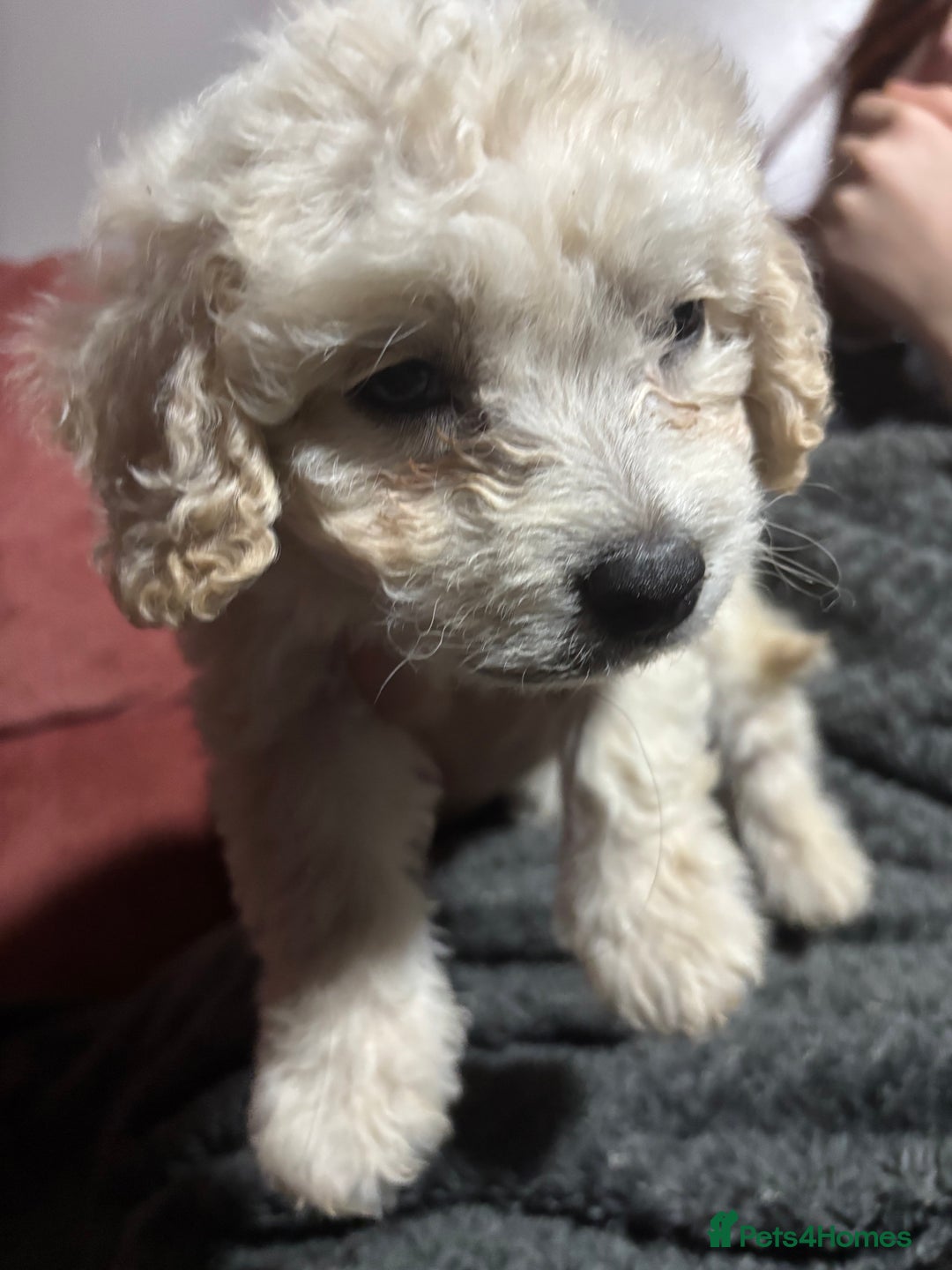 Mixed Breed dogs for sale: Jackapoo x cockapoo puppies - Image 11