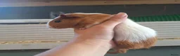 Guinea Pig rodents for sale: Baby Guinea pigs  ready now  - Advert 9