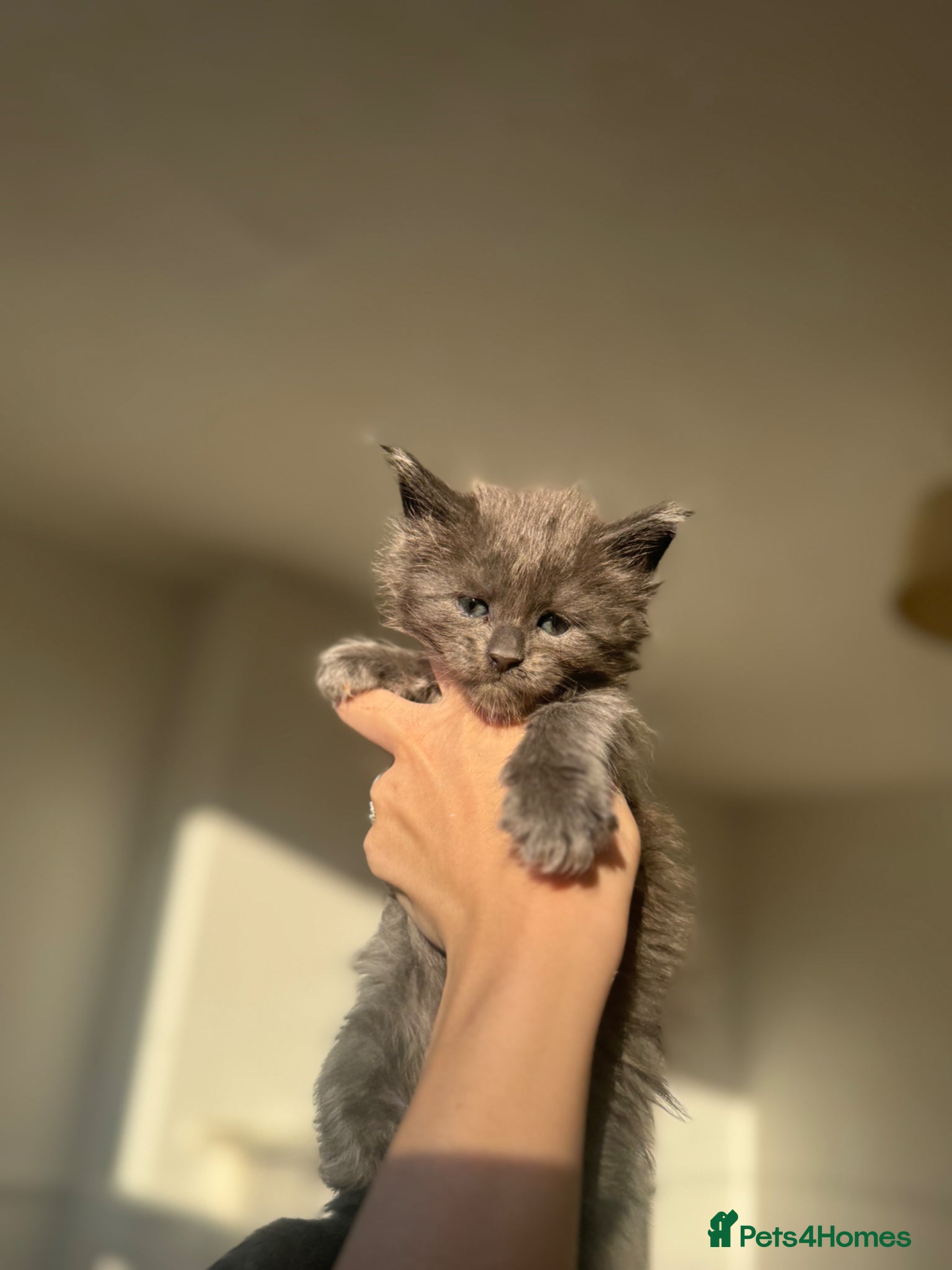 Maine Coon cats TICA Black&Blue Smoke Maine Coons - Advert 9