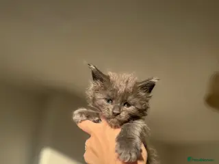 Maine Coon cats TICA Black&Blue Smoke Maine Coons - Advert 9