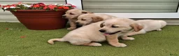 Goldador dogs for sale: Goldador Puppies  - Advert 22