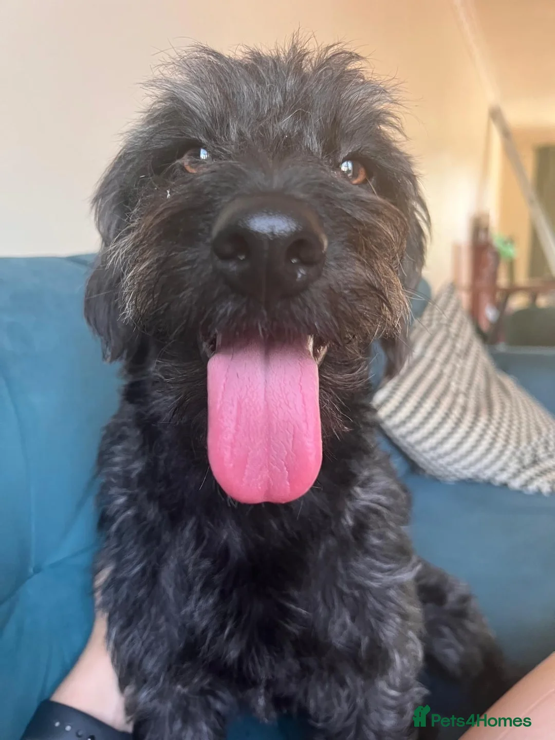 Mixed Breed dogs for sale: Calvin, 5 year old sweet boy looking for new home - Advert 2