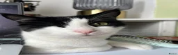 Mixed Breed cats for sale: Sweet cuddly boy looking for a new home in Selkirk - Advert 3