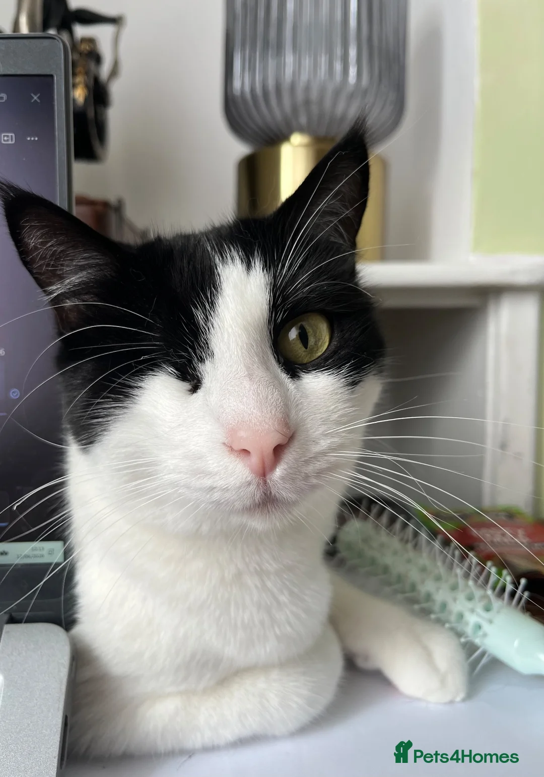 Mixed Breed cats for sale: Sweet cuddly boy looking for a new home in Selkirk - Advert 3