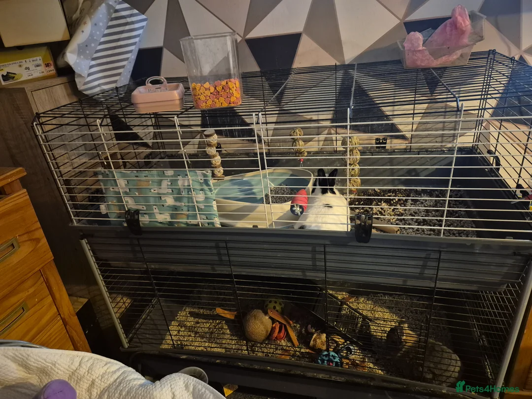 Netherland Dwarf rabbits for sale: Bonded netherland dwarf rabbits with everything  - Advert 4