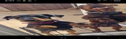 Jagdterrier dogs for sale: Jagdterrier female fci registered  - Advert 2