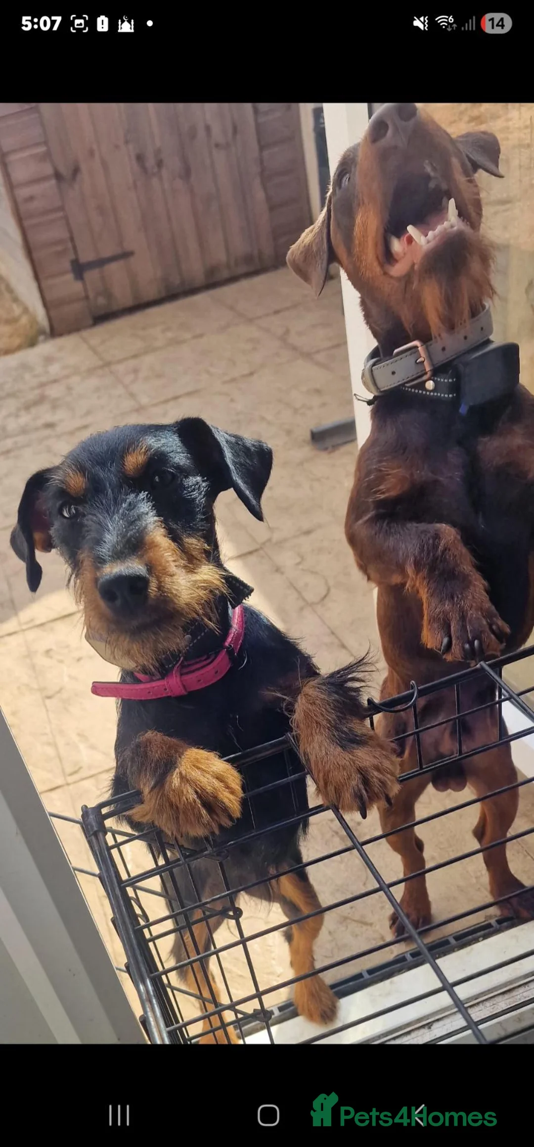 Jagdterrier dogs for sale: Jagdterrier female fci registered  - Advert 2