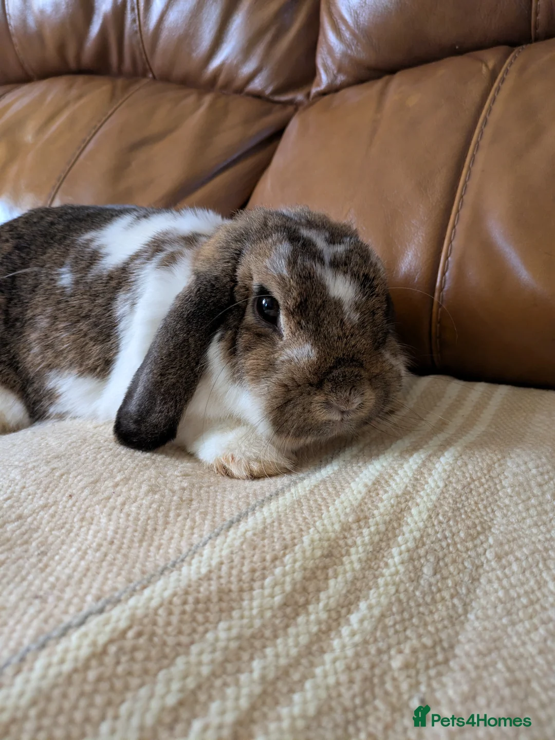 Mini Lop rabbits for sale: Pure Bred Holland Lop Doe rabbit Brown butterfly  - Advert 9