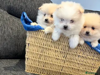 Pomeranian dogs Pomeranian puppy’s - Advert 14