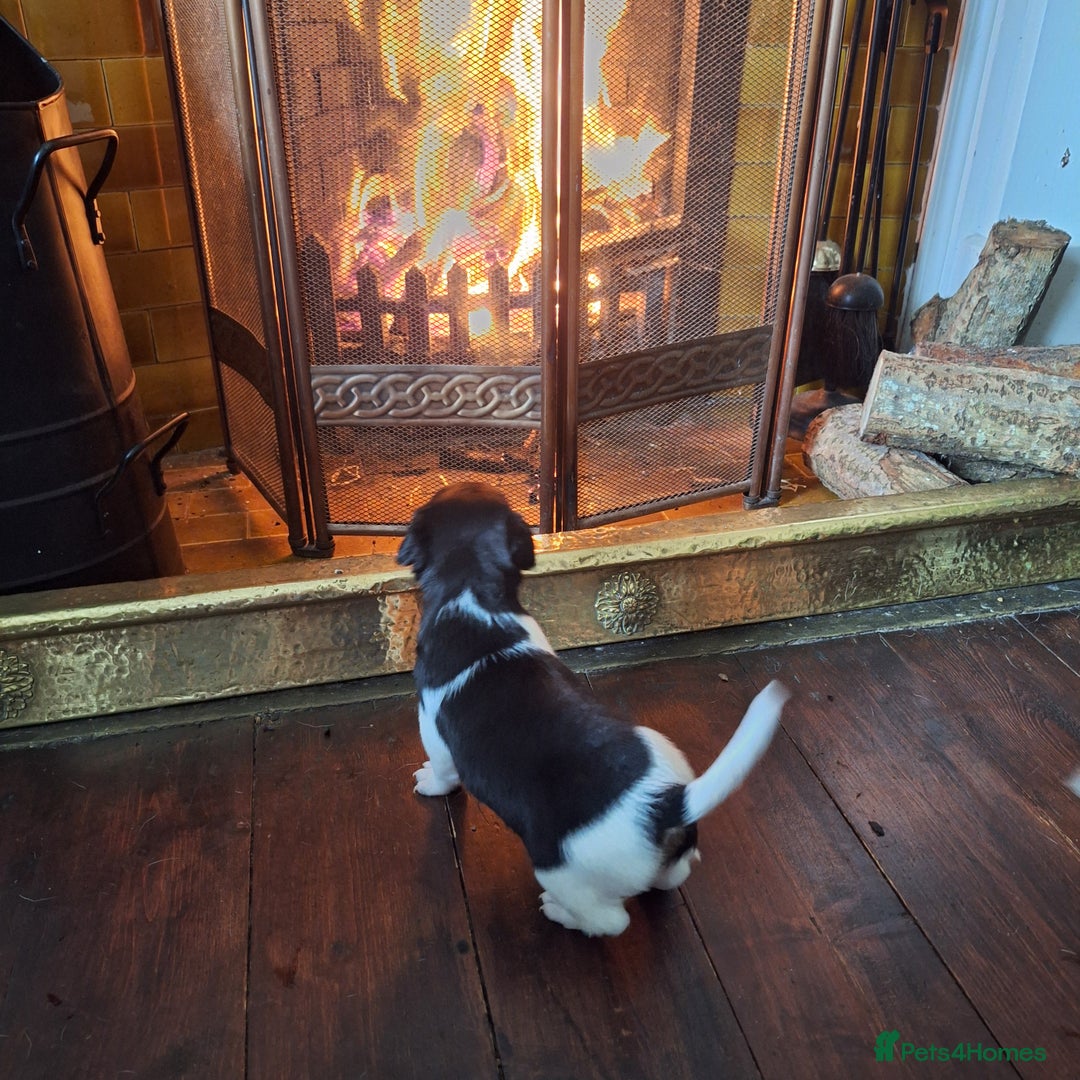 Jack Russell dogs for sale: Jack Russell Puppies - Image 8